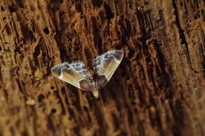 <i>Pyralis farinalis</i>