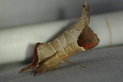<i>Clostera curtula</i>