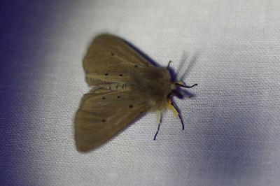 <i>Diaphora mendica</i>