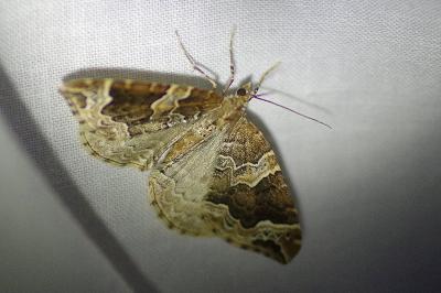 <i>Eulithis prunata</i>