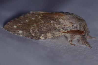 <i>Stauropus fagi</i>