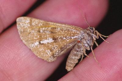 <i>Bupalus piniaria</i>