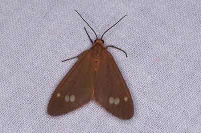 <i>Dysauxes ancilla</i>