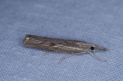 <i>Agriphila geniculea</i>