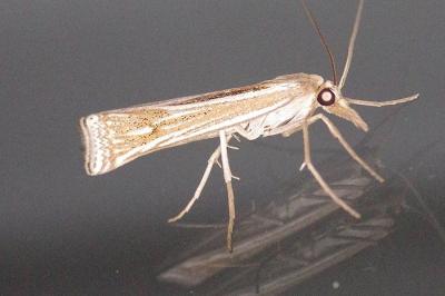 <i>Ancylolomia tentaculella</i>