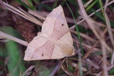 <i>Crocallis elinguaria</i>