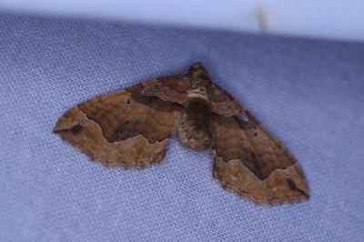 <i>Pelurga comitata</i>