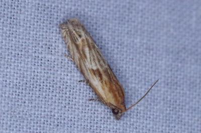 <i>Eucosma cana</i>