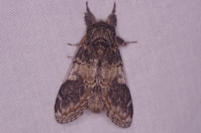 <i>Notodonta tritophus</i>