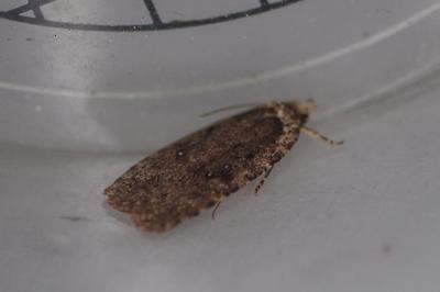 <i>Agonopterix</i>
