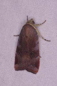 <i>Noctua</i>