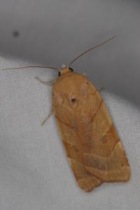 <i>Noctua fimbriata</i>