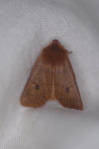 <i>Conistra vaccinii</i>