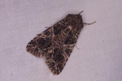 <i>Hadena bicruris</i>