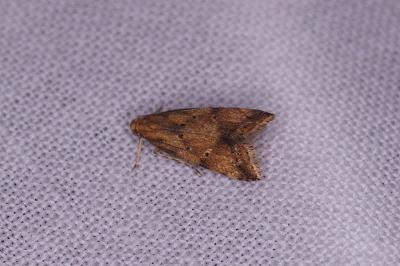 <i>Brachmia blandella</i>