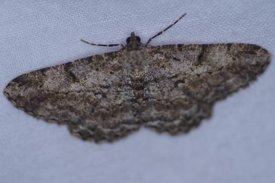 <i>Peribatodes rhomboidaria</i>