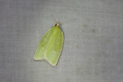 <i>Tortrix viridana</i>
