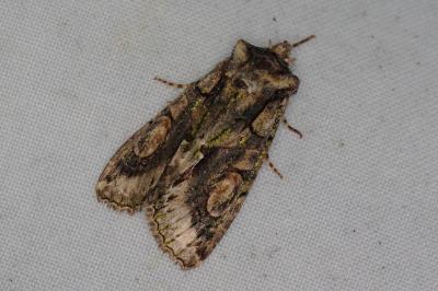 <i>Allophyes oxyacanthae</i>