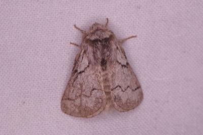 <i>Trichiura crataegi</i>