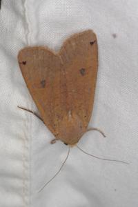 <i>Noctua pronuba</i>