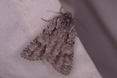 <i>Acronicta auricoma</i>