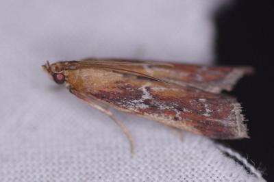 <i>Uncinus obductellus</i>
