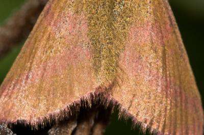 <i>Lythria purpuraria</i>