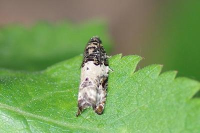 <i>Gypsonoma dealbana</i>