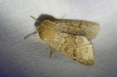 <i>Orthosia miniosa</i>