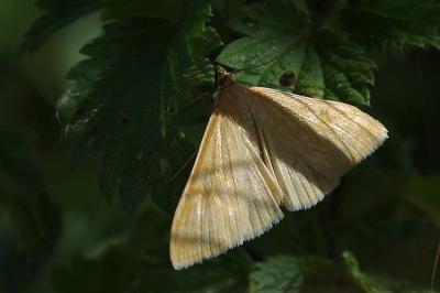 <i>Sitochroa verticalis</i>