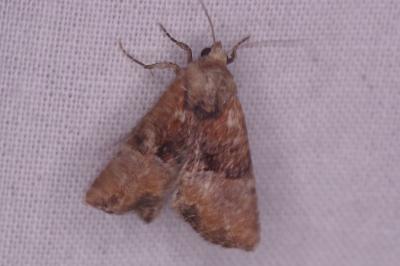 <i>Mesoligia furuncula</i>