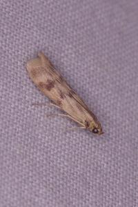 <i>Homoeosoma sinuella</i>