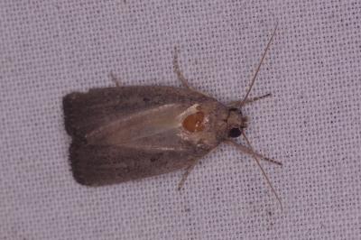<i>Proxenus hospes</i>