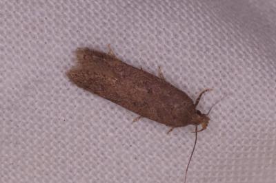 <i>Bryotropha</i>