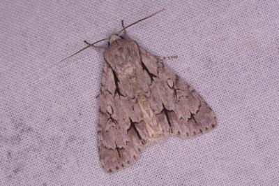 <i>Acronicta psi/tridens</i>