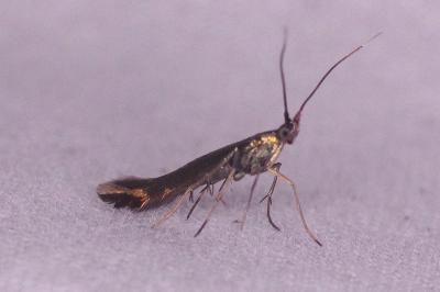 <i>Coleophora</i>