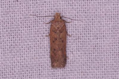 <i>Bryotropha</i>