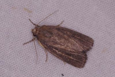 <i>Proxenus hospes</i>