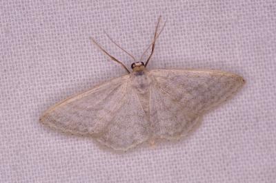 <i>Idaea subsericeata</i>
