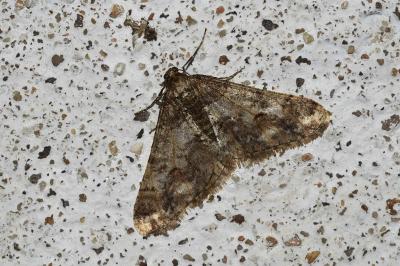 <i>Agriopis leucophaearia</i>