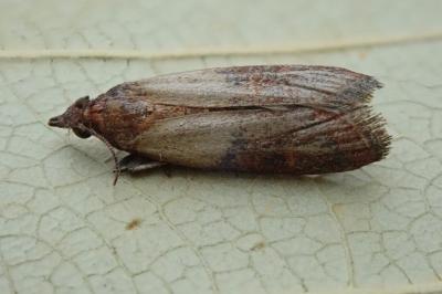 <i>Plodia interpunctella</i>