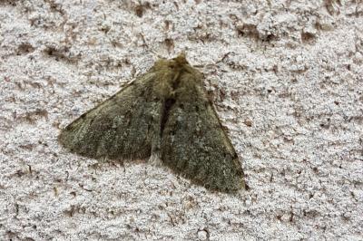 <i>Phigalia pilosaria</i>