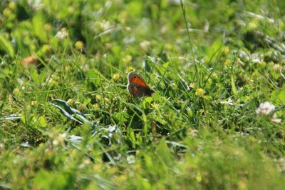 <i>Coenonympha pamphilus</i>
