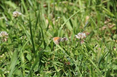 <i>Coenonympha pamphilus</i>