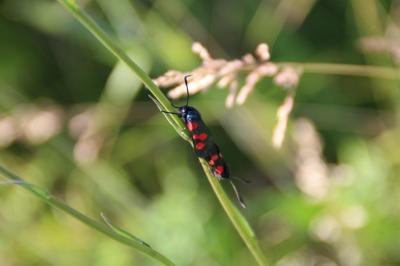 <i>Zygaena trifolii</i>