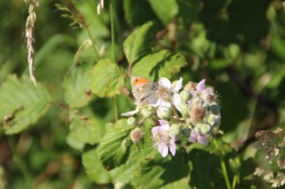 <i>Coenonympha pamphilus</i>