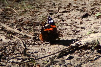 <i>Vanessa atalanta</i>