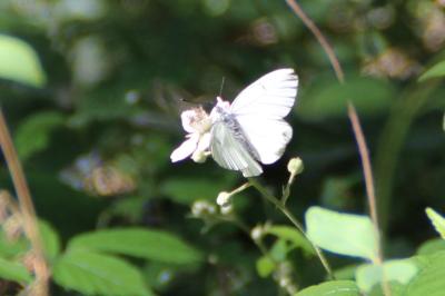 <i>Aporia crataegi</i>