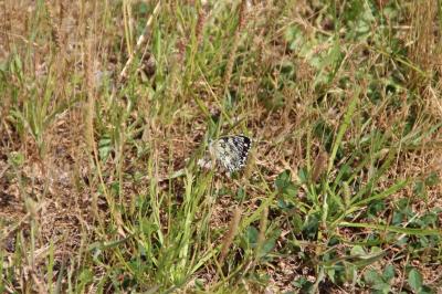 <i>Melanargia galathea</i>