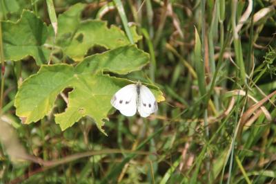 <i>Pieris rapae</i>